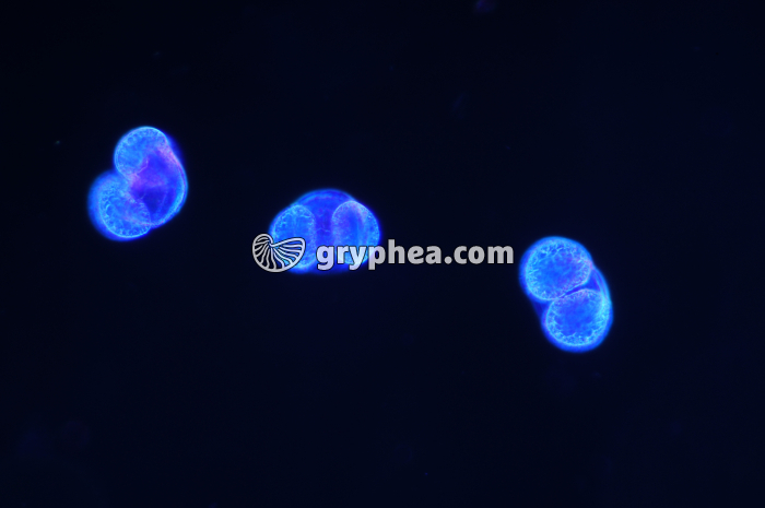 Pollen Pin x 100 - gryphea.org